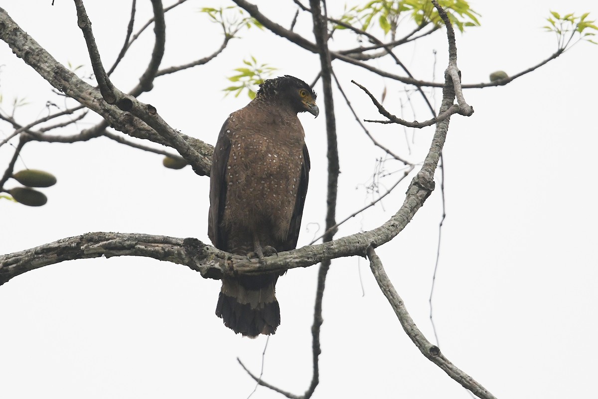 Crested Serpent-Eagle - Andreas Deissner