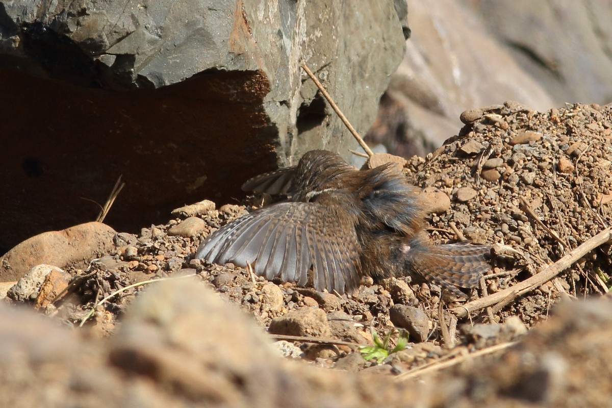 Eurasian Wren (Iceland) - ML45922451