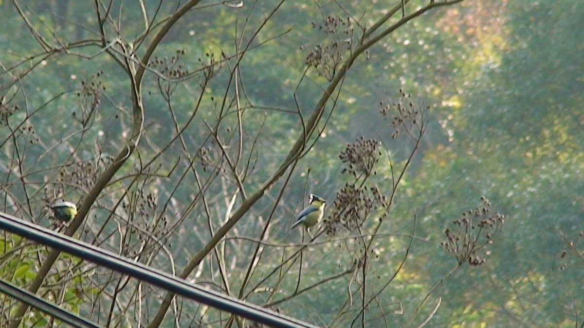 Taiwan Yellow Tit - ML45922521