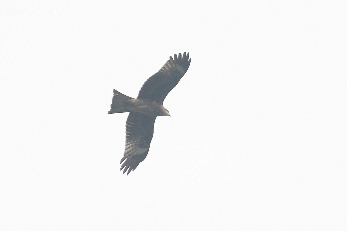 Black Kite (Black-eared) - ML459226031