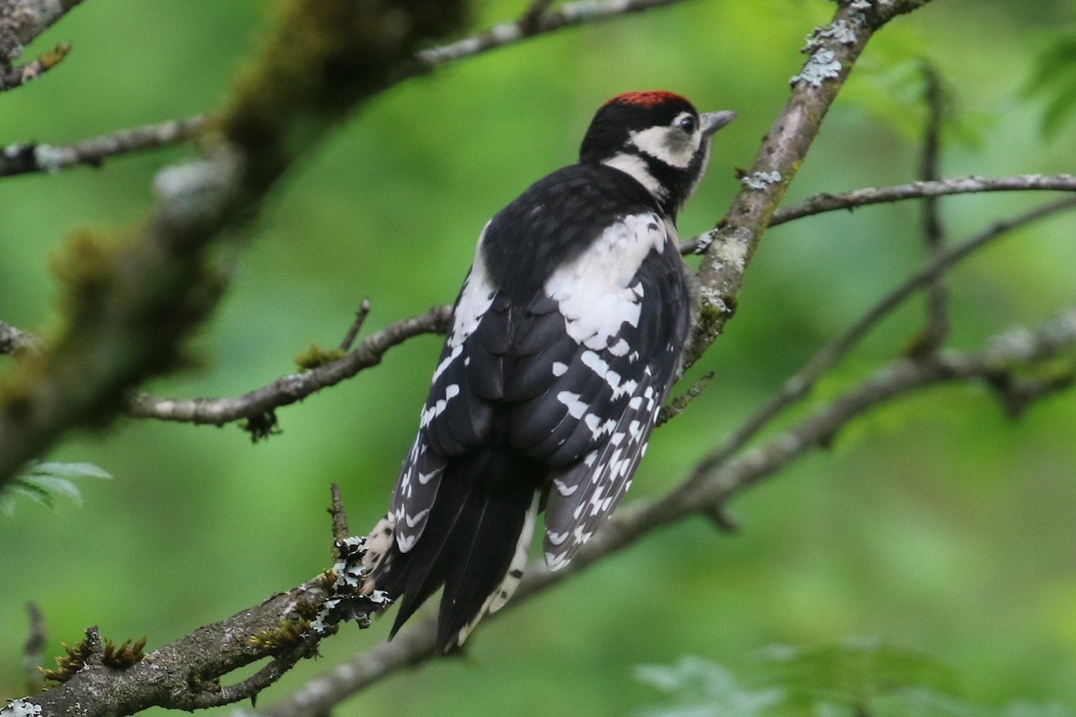 Great Spotted Woodpecker - Curtis Dowhaniuk