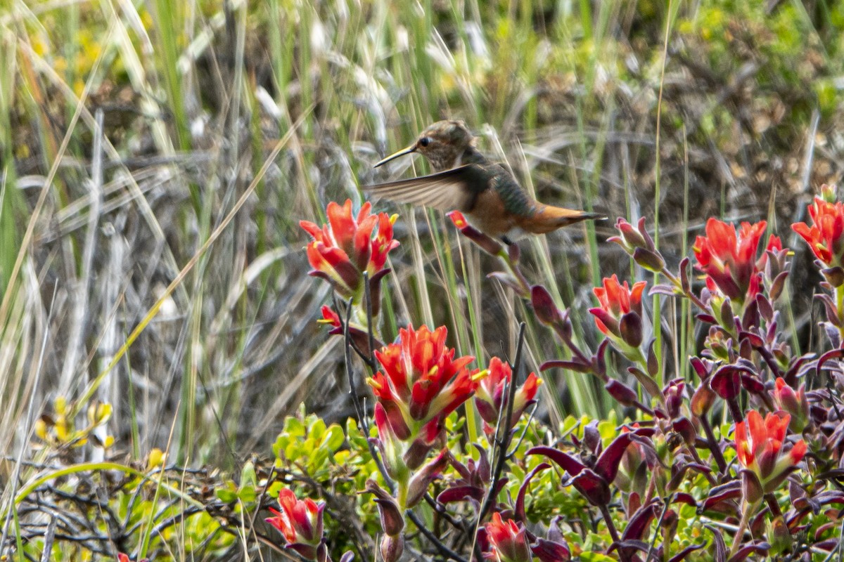 Allen's Hummingbird - Katie Sanborn