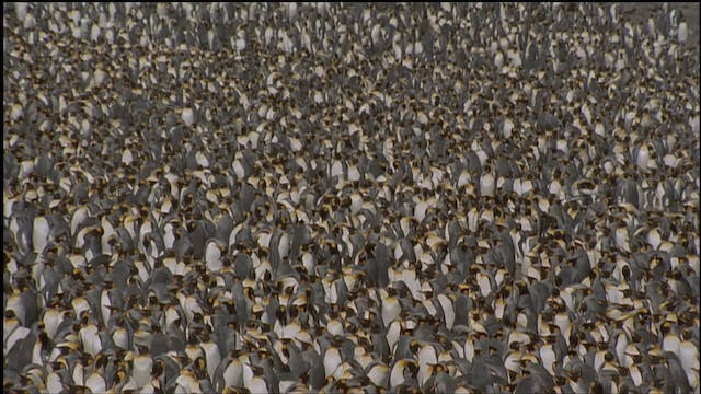 King Penguin - ML459228