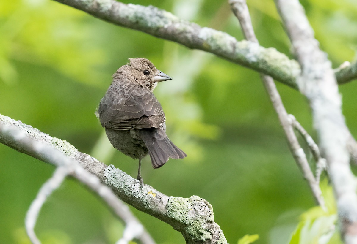 Brown-headed Cowbird - ML459228201