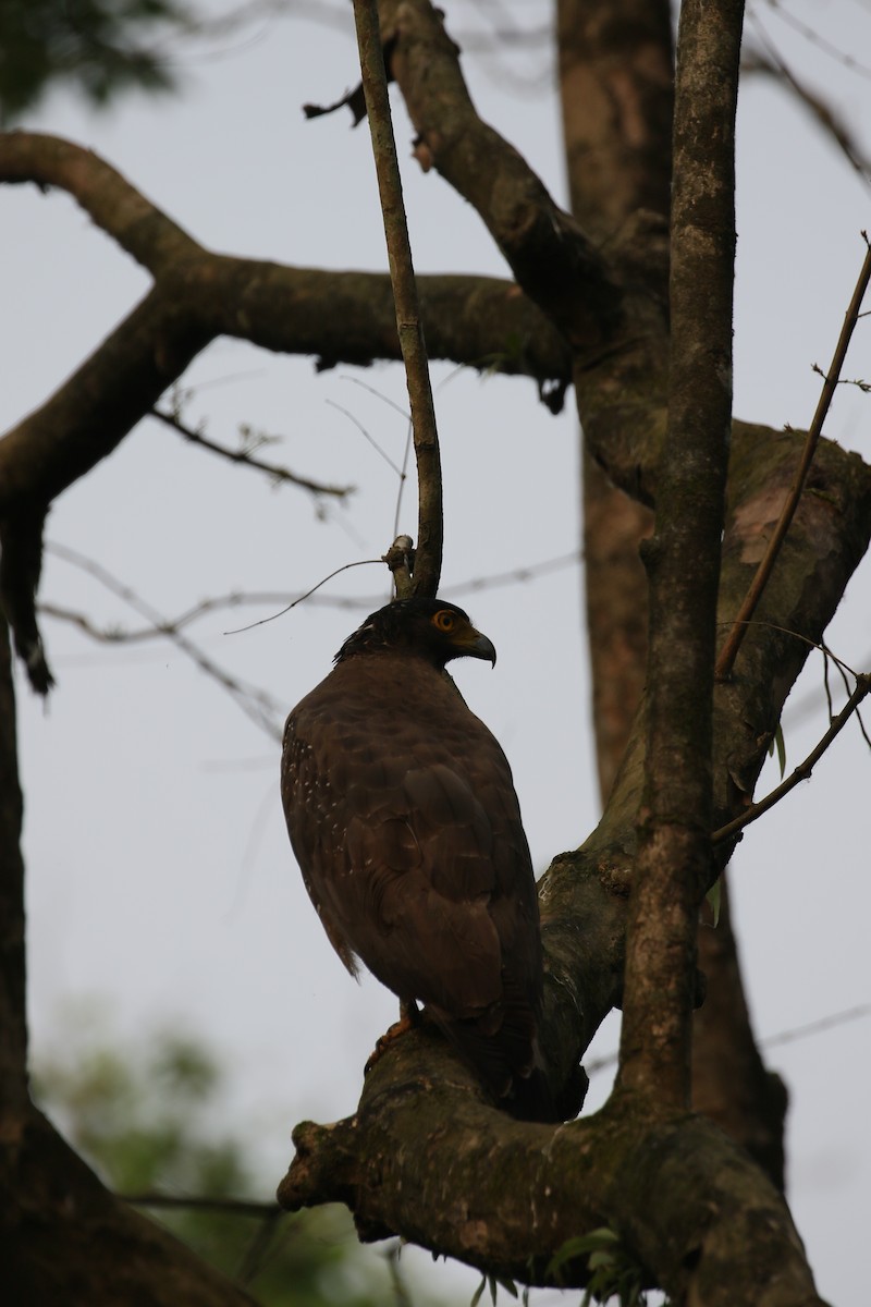 Crested Serpent-Eagle - simon walkley