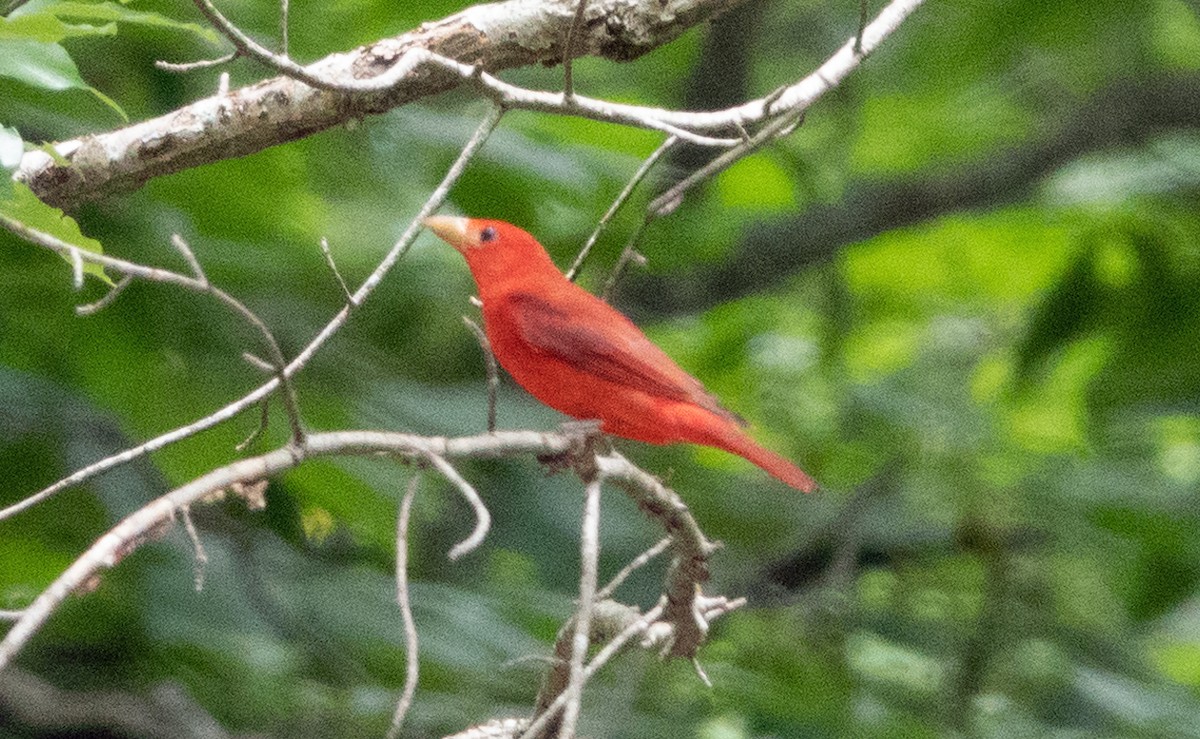 Summer Tanager - ML459228351