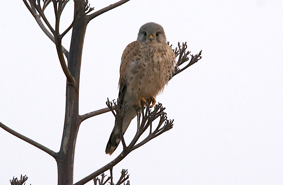 Eurasian Kestrel - ML45922861