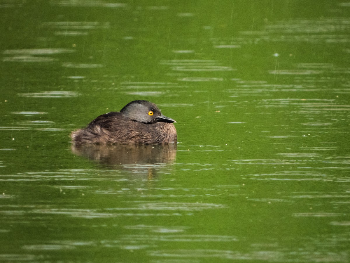 Least Grebe - ML459228701