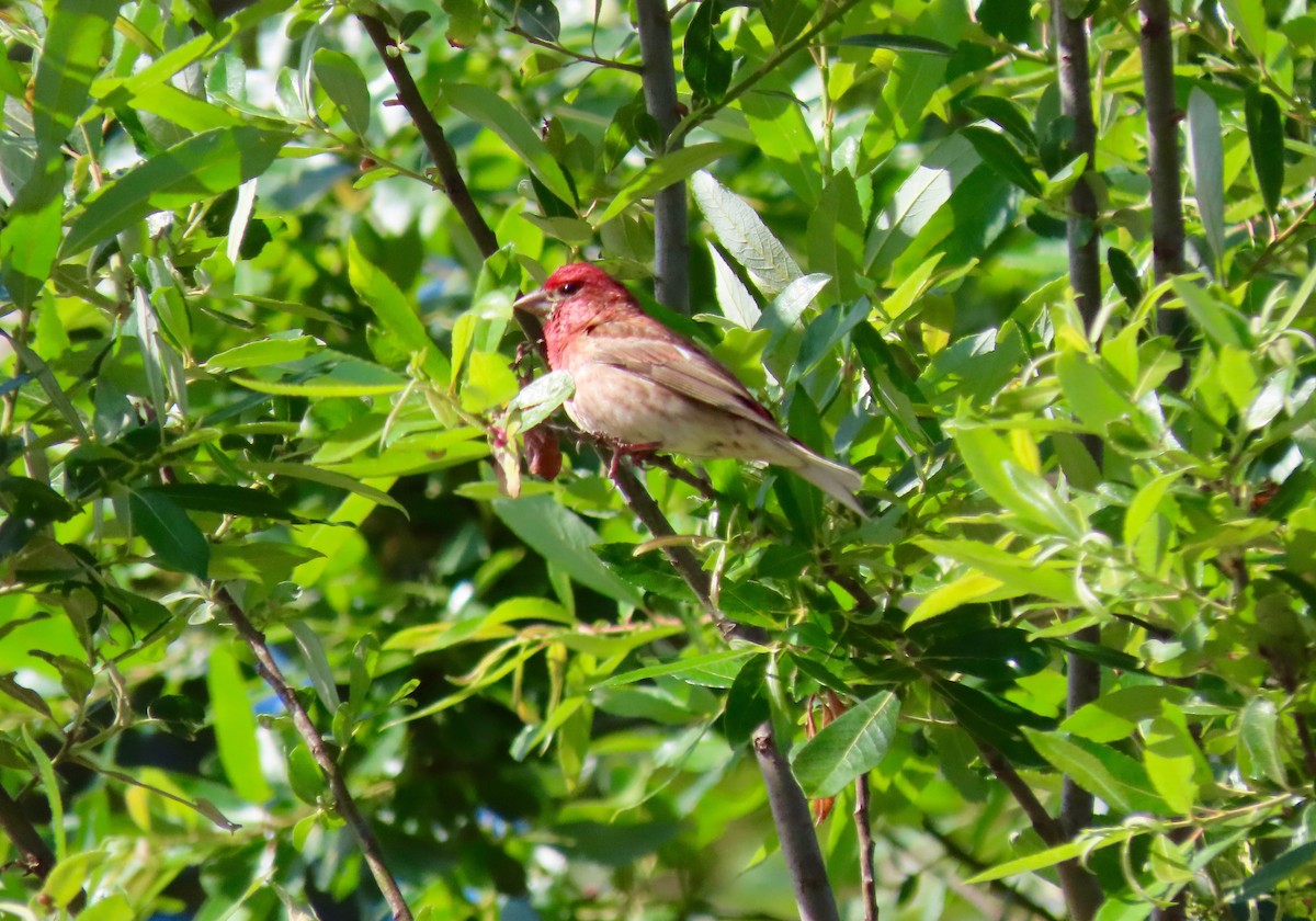 Purple Finch - ML459228971