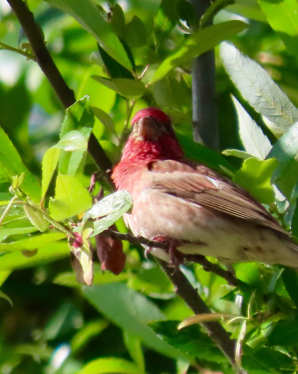 Purple Finch - ML459228981