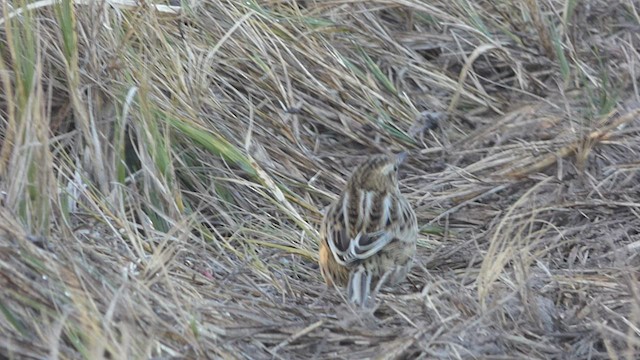 Pampas Sepetöreni - ML459229571