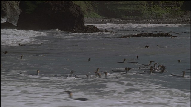 King Penguin - ML459230