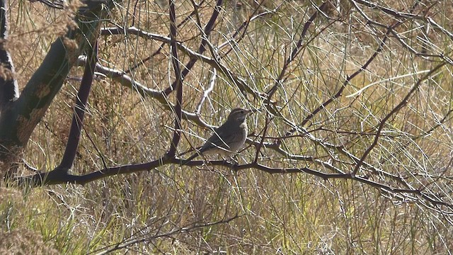 Scale-throated Earthcreeper - ML459230071