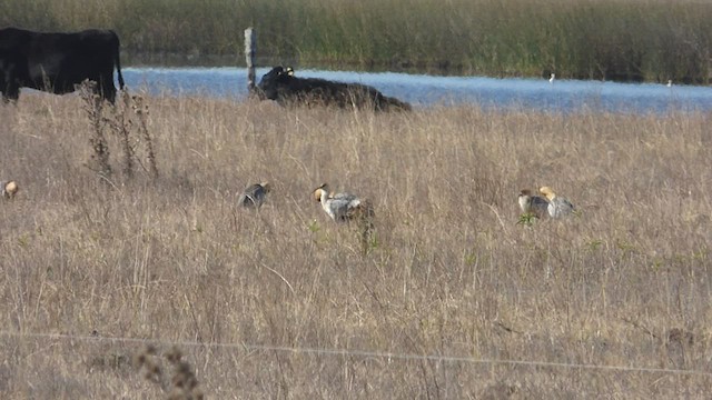 ibis laločnatý - ML459230101