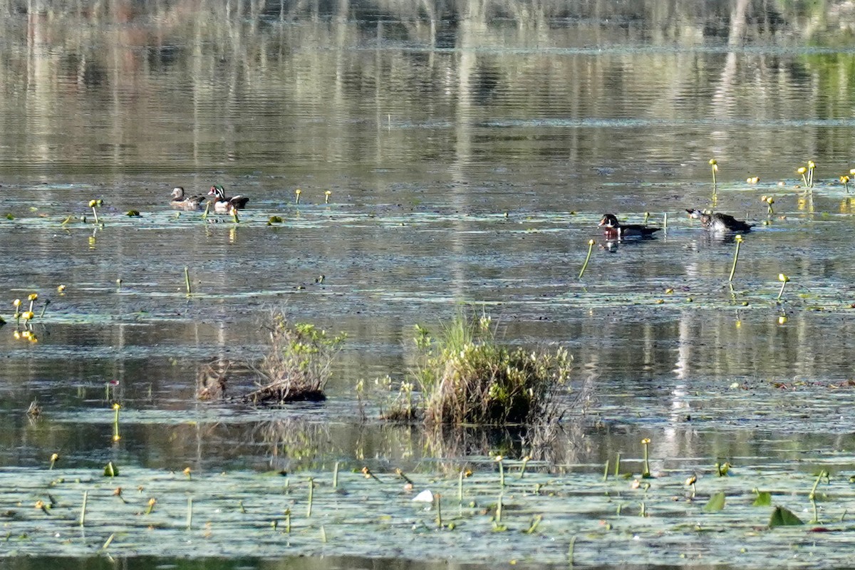 Wood Duck - ML459230601