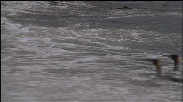 King Penguin - ML459233