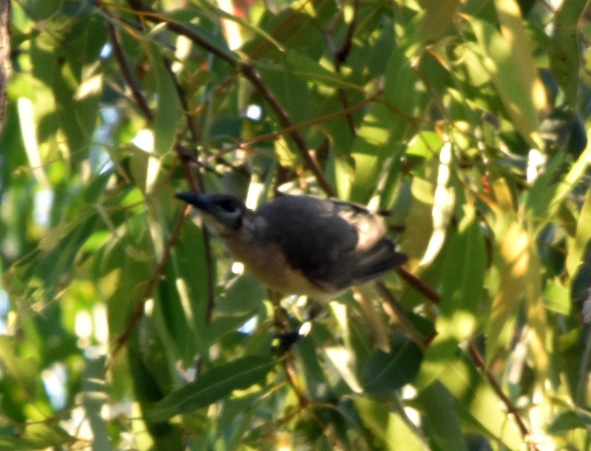Little Friarbird - ML45923301