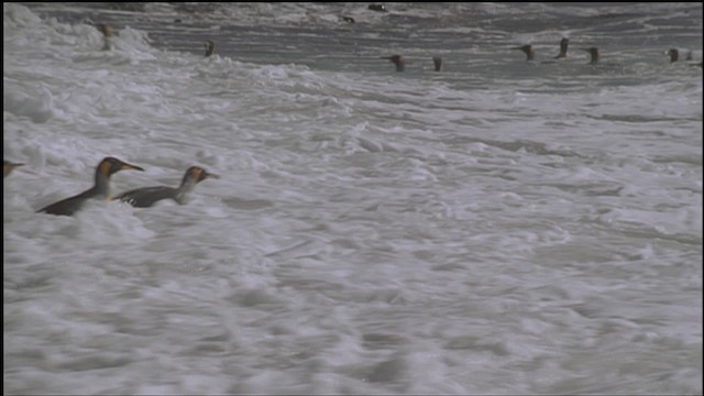 King Penguin - ML459234