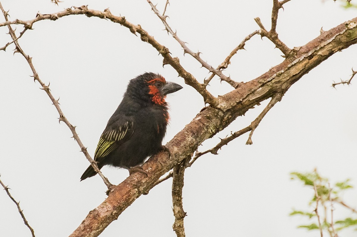 Black-billed Barbet - Roger Adamson