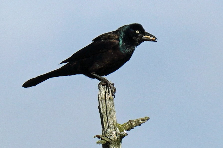 Common Grackle - ML459235601