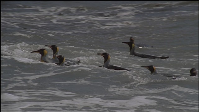 King Penguin - ML459236