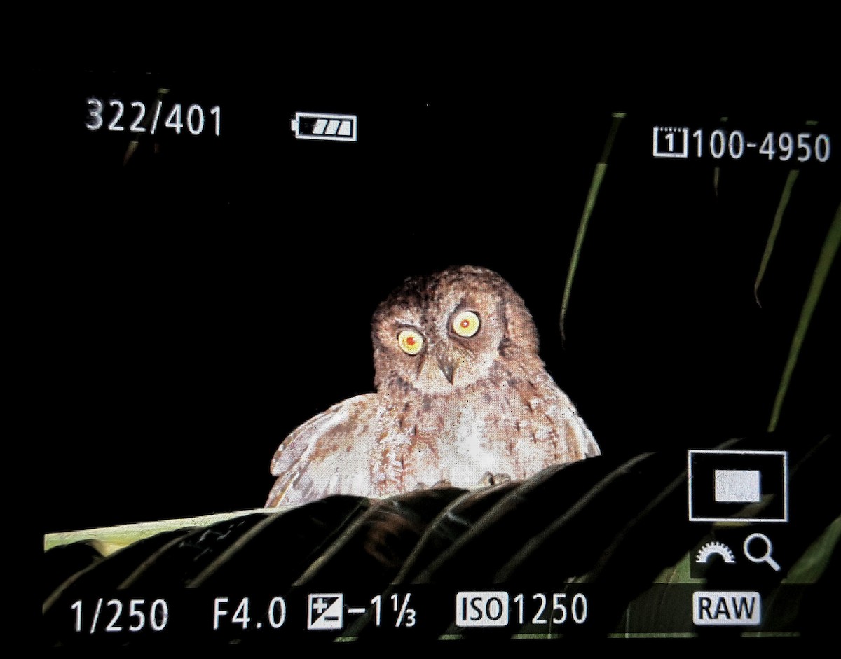 Mantanani Scops-Owl - ML45923641