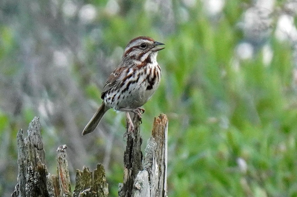 Song Sparrow - ML459236941