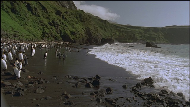 King Penguin - ML459237