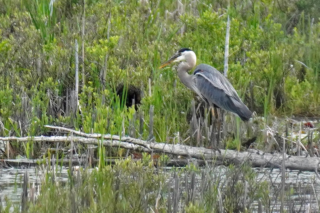 Great Blue Heron - ML459237561