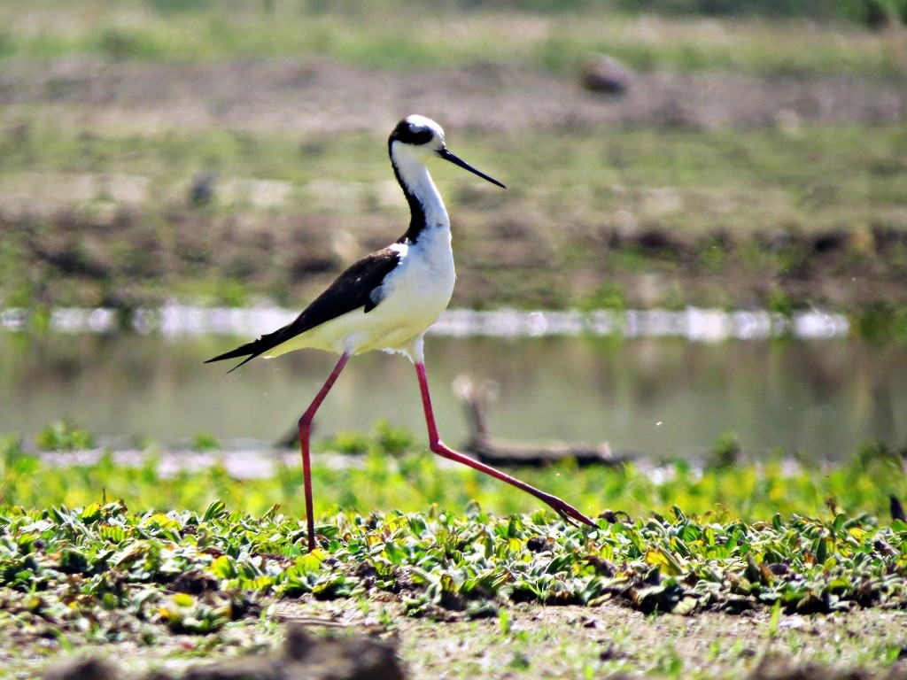 Black-necked Stilt - ML459238111