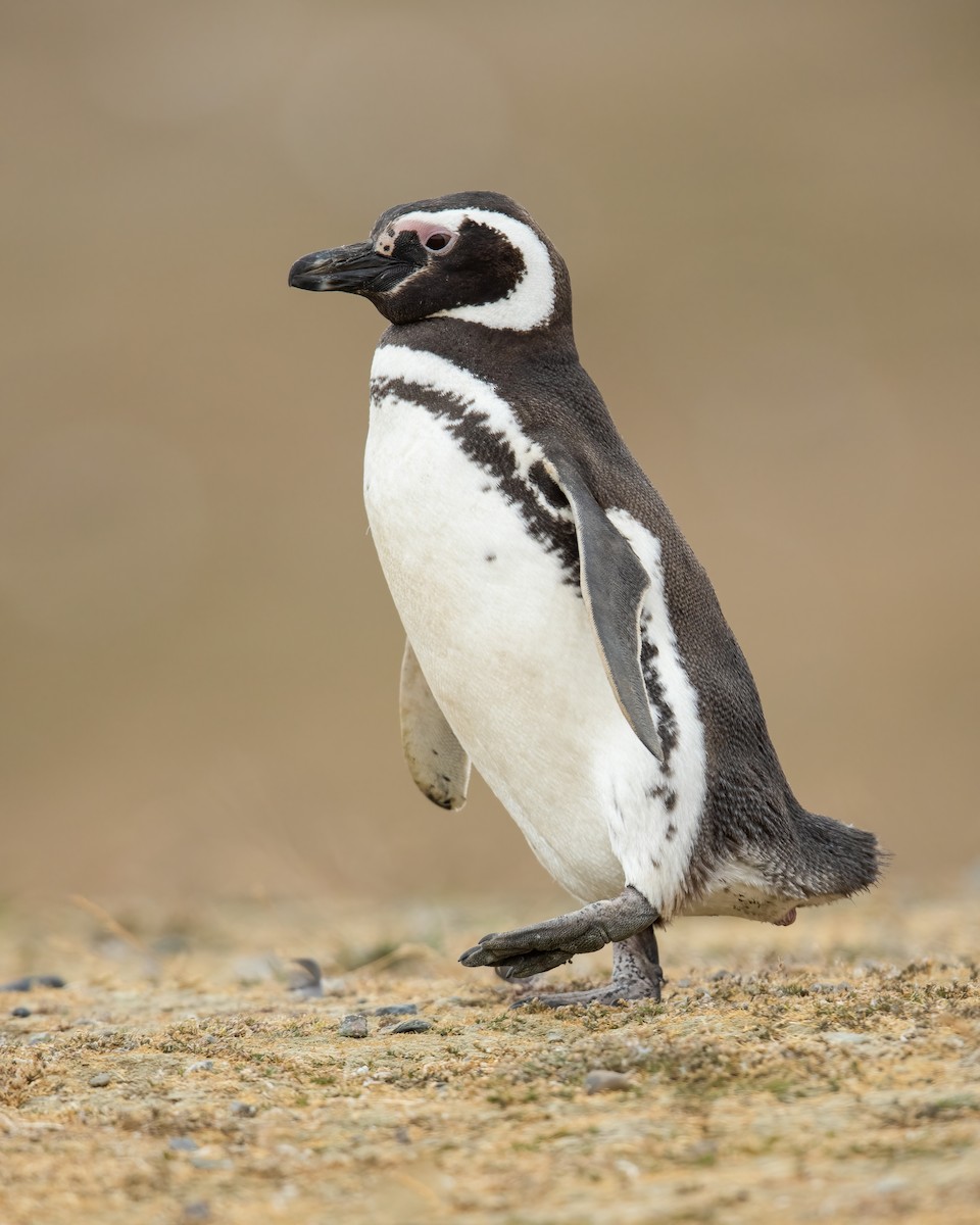 Magellanic Penguin - ML459238301