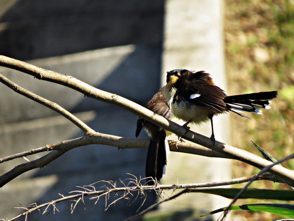 Black-capped Donacobius - ML459238861