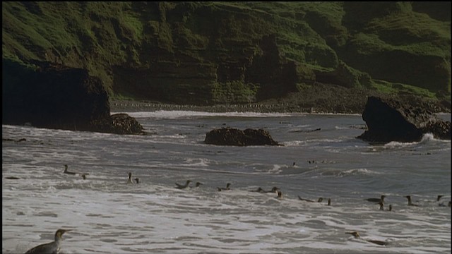 King Penguin - ML459239