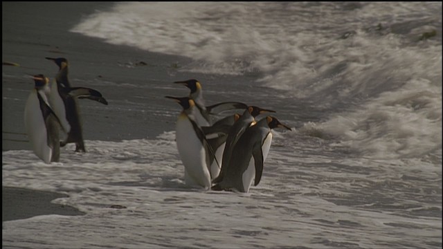 King Penguin - ML459240