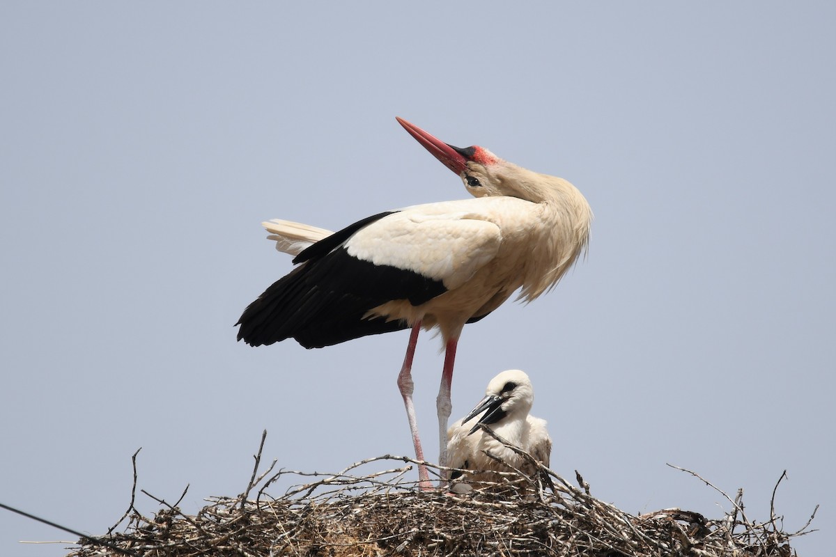 White Stork - Andre Vieira