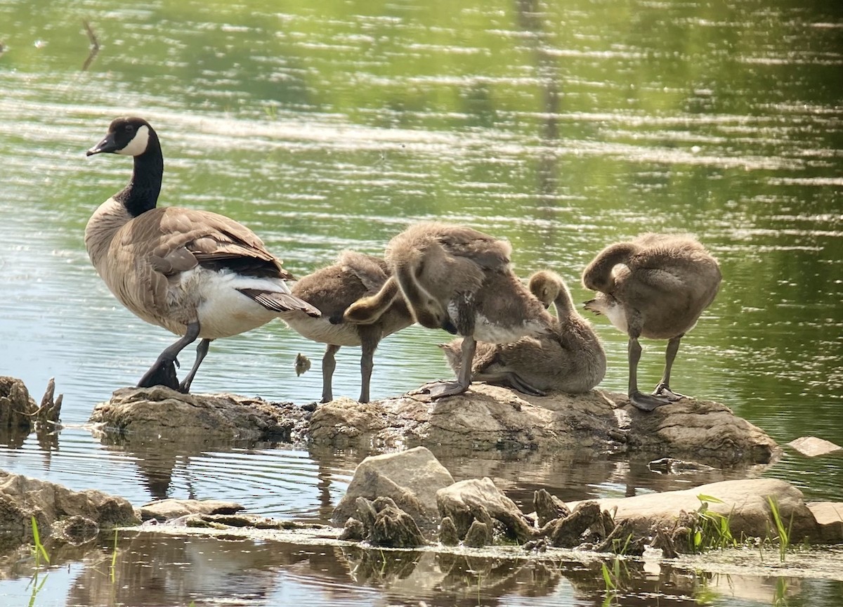 Canada Goose - ML459240941