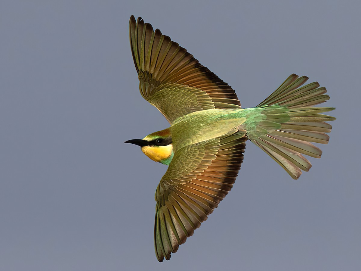 Juvenile