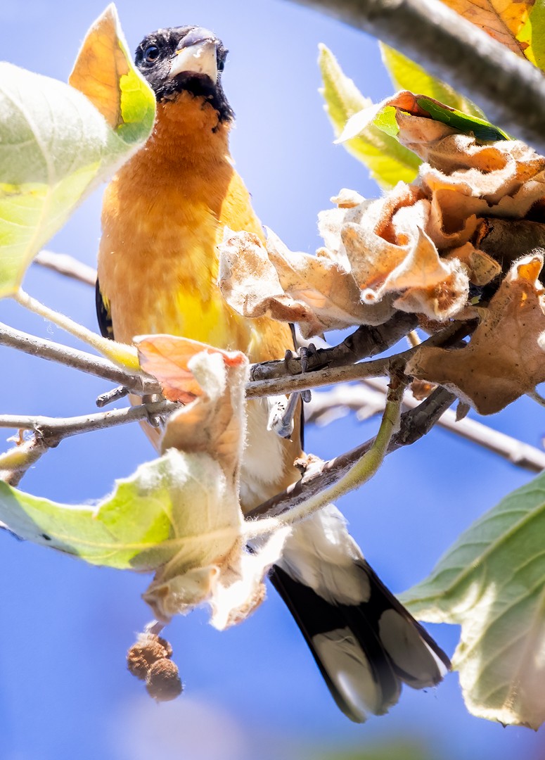 Black-headed Grosbeak - ML459241441