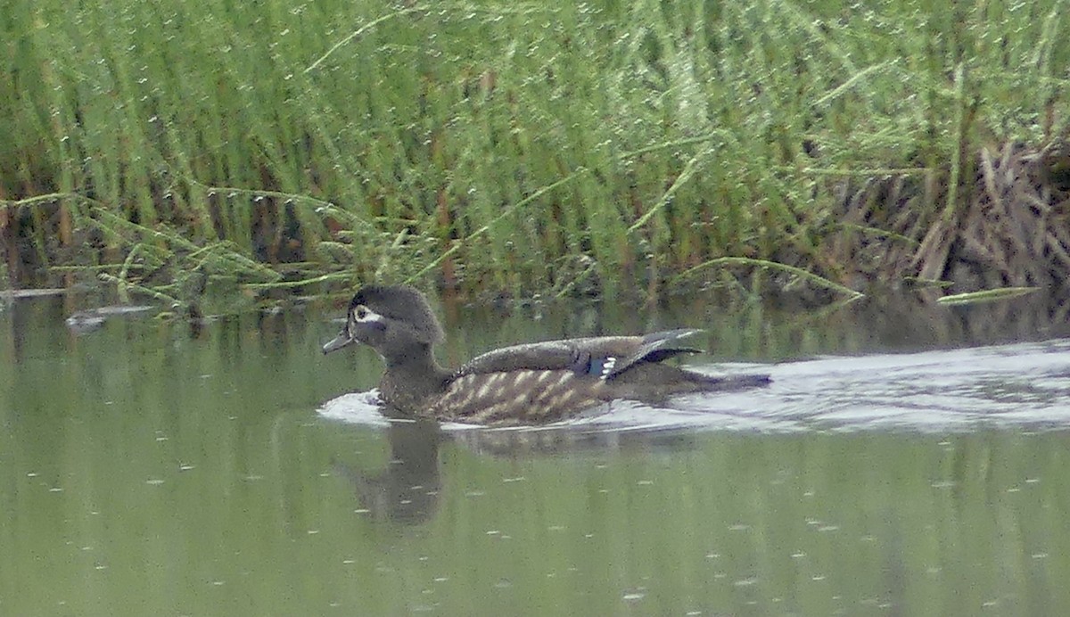 Ebird Checklist - 13 Jun 2022 - Community Gardens - 14 Species