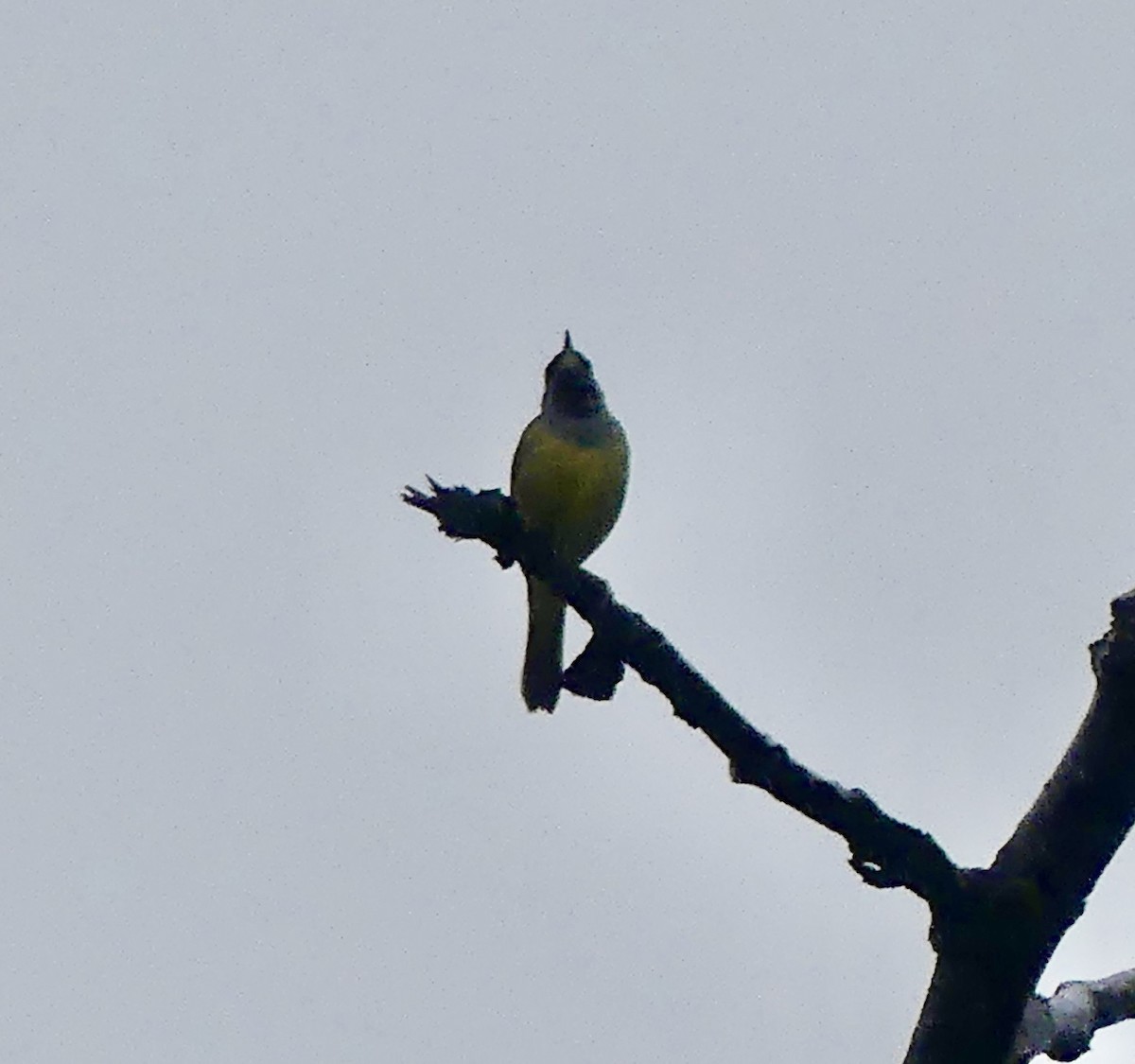 MacGillivray's Warbler - Mary McCafferty