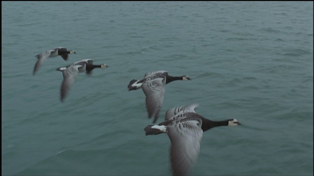 Barnacle Goose - ML459244