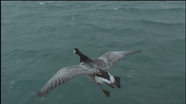 Barnacle Goose - ML459245