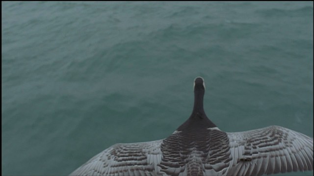 Barnacle Goose - ML459246