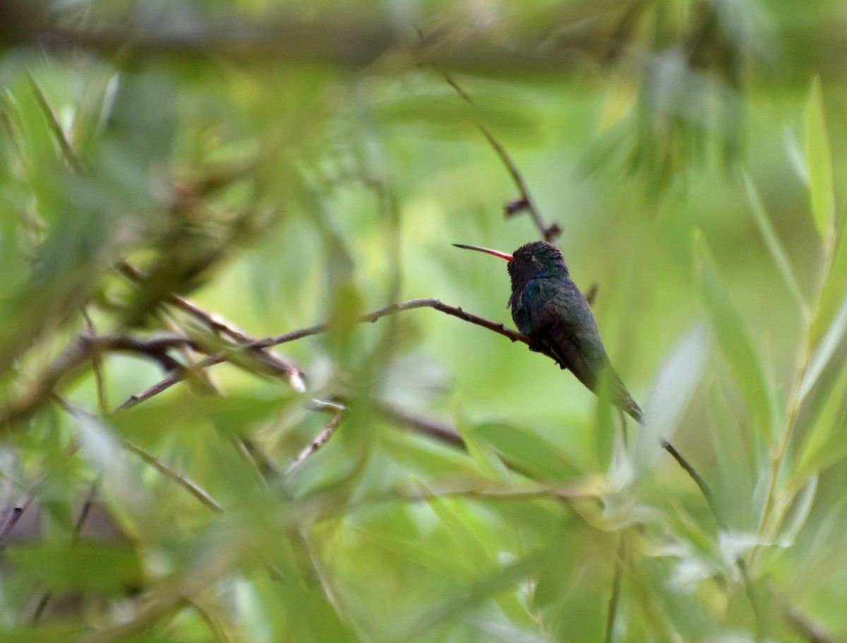 Broad-billed Hummingbird - Santi Tabares