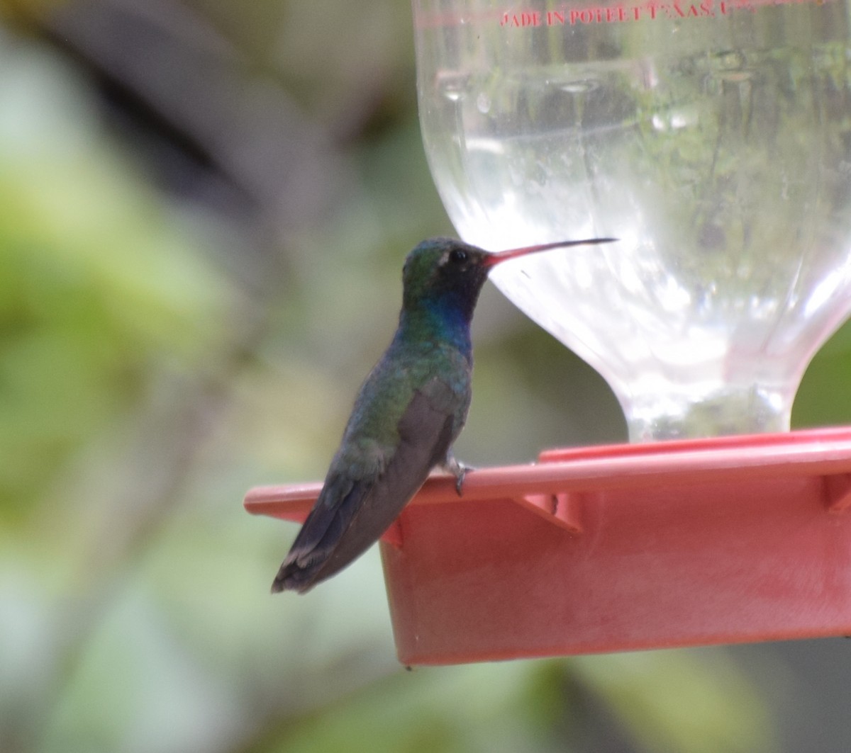 Broad-billed Hummingbird - Santi Tabares