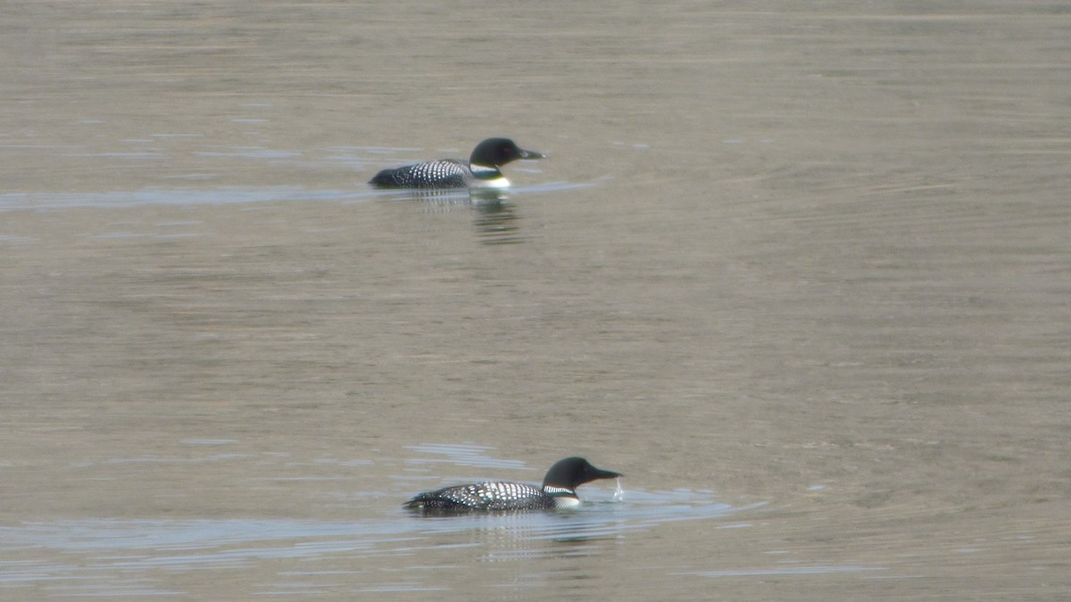 Common Loon - ML459246771