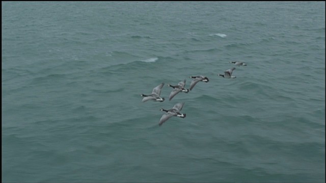 Barnacle Goose - ML459247