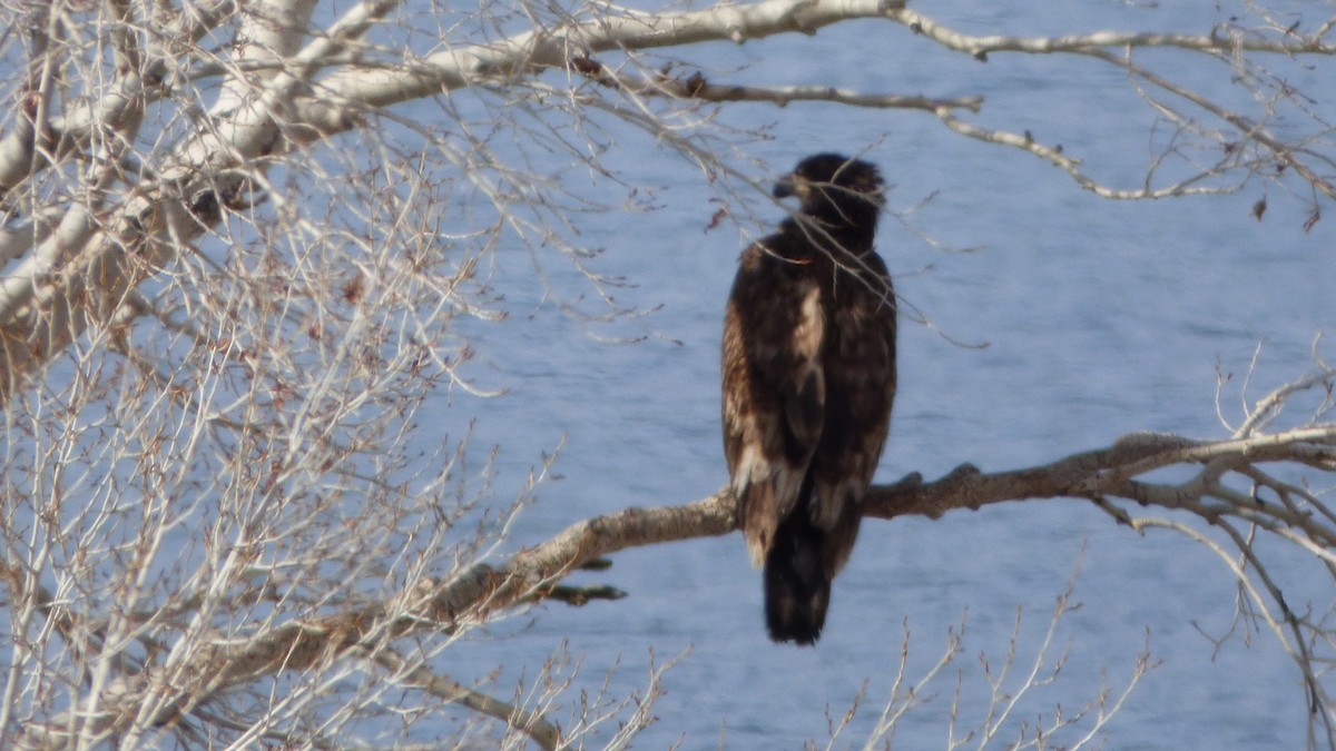 Weißkopf-Seeadler - ML459247041