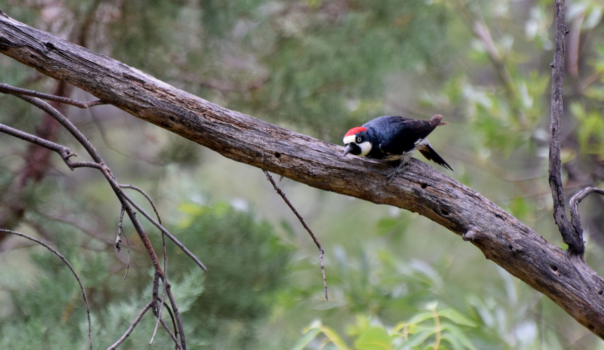 Acorn Woodpecker - Santi Tabares