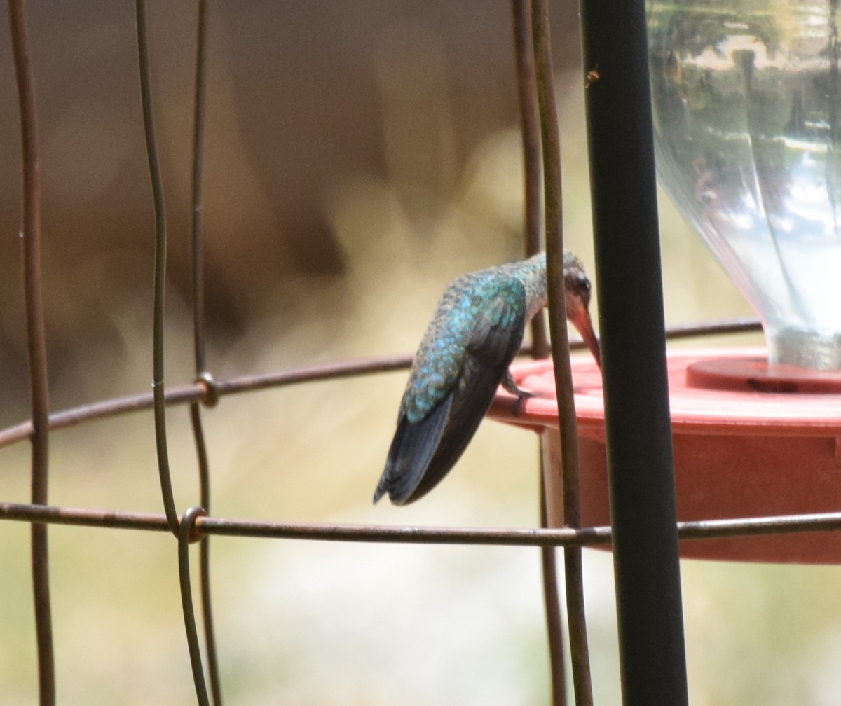Broad-billed Hummingbird - Santi Tabares
